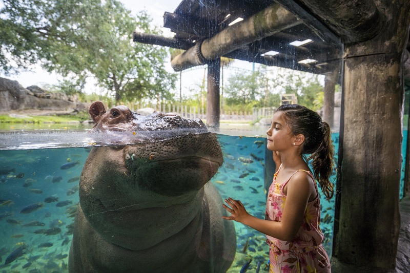 Amazing Encounters by Day